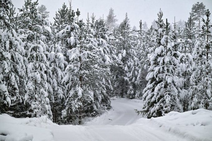 FIA WRC Rally Sweden 2026 Toyota Gazoo Racing WRT